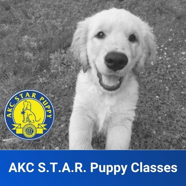 Akc store puppy classes