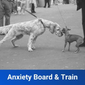 2 Week Anxiety Board & Train