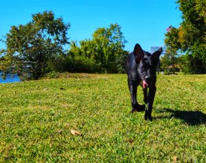 The Importance of Balanced Dog Training: Building Trust, Confidence, and Lasting Bonds