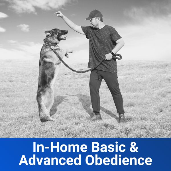 In Home Basic & Advanced Obedience Off Leash K9 Training of North Alabama