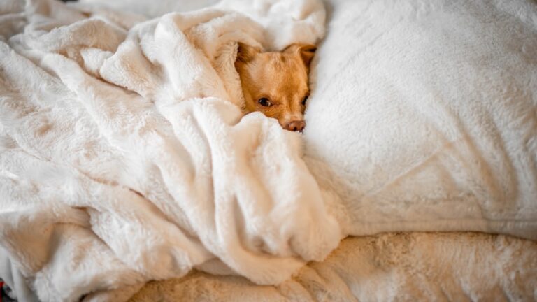 The Ultimate Guide to Hotel Crate Training: Help Your Dog Feel at Home