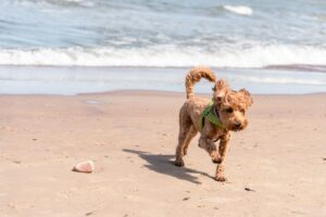 Keeping Your Dog Active When It’s Too Hot Outside