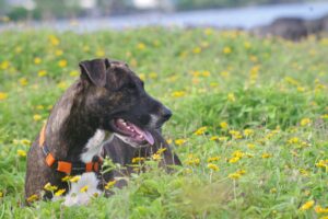 Keeping Your Dog Active When It’s Too Hot Outside