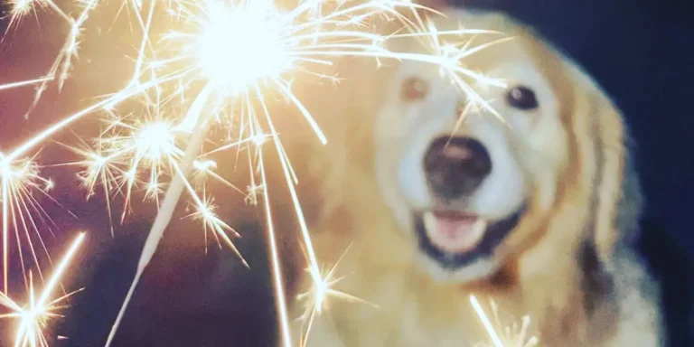 Surviving Fourth of July: Noise Anxiety and Fireworks