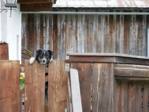 Backyard Safety for Dogs: BBQs, Kids, and Distractions