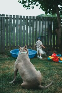 Backyard Safety for Dogs: BBQs, Kids, and Distractions