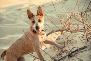 Beat the Heat: Signs of Overheating and How to Prevent It