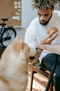 Summer Foods for Dogs