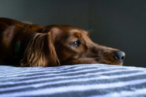 Surviving Fourth of July: Noise Anxiety and Fireworks
