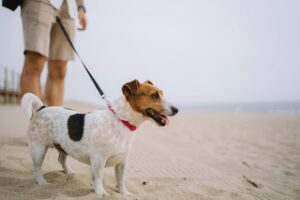 Mastering Loose Leash Walking Before Fall Adventures Begin