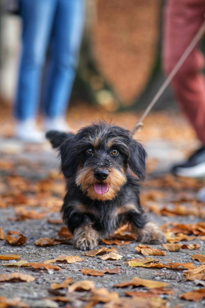 Mastering Loose Leash Walking Before Fall Adventures Begin