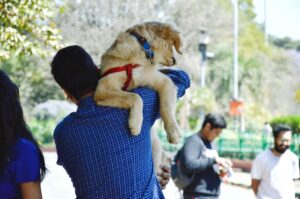 Socialization 101: Proven Confidence Boost for Dogs