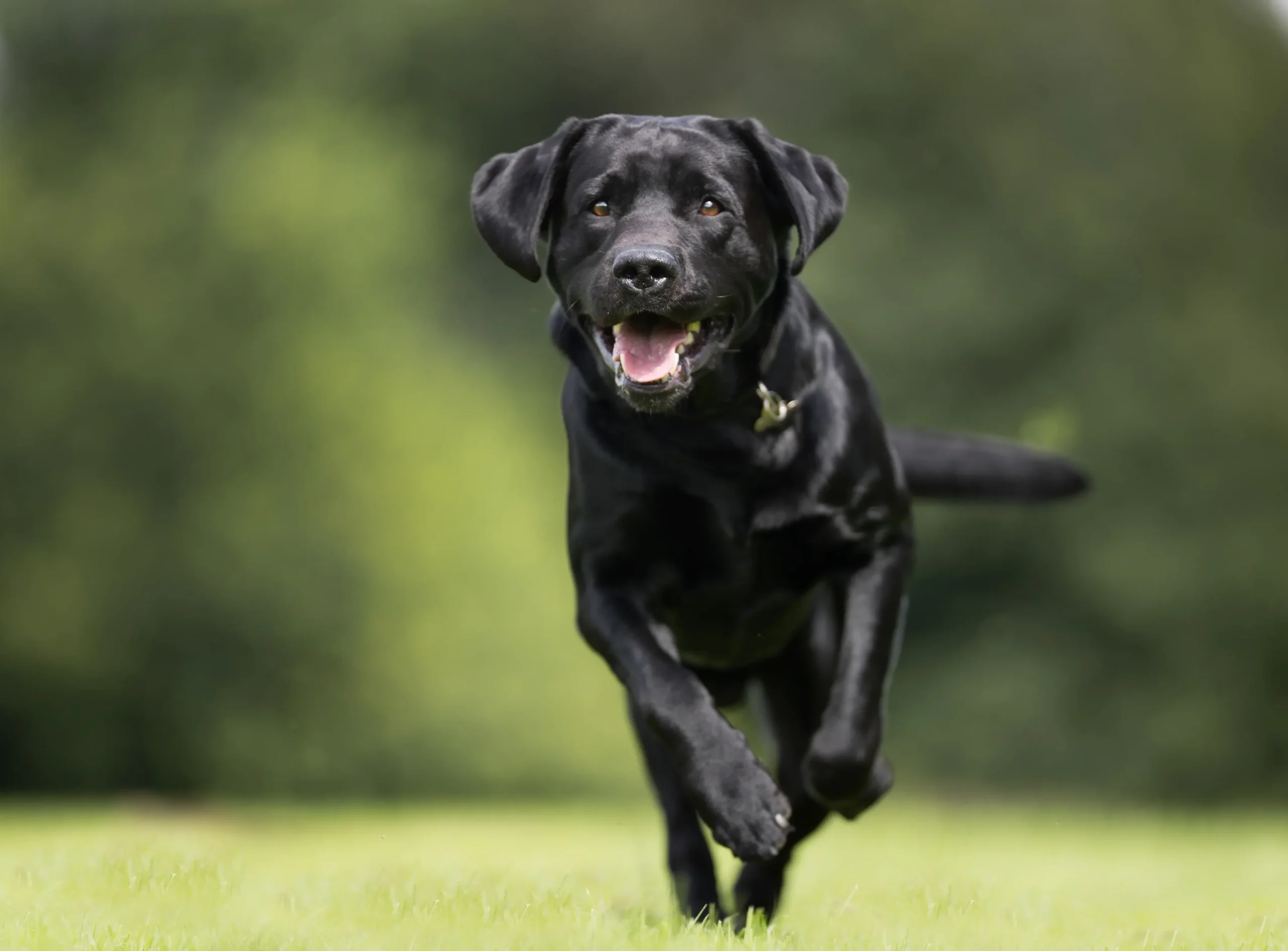 Huntsville No.1 Dog Training