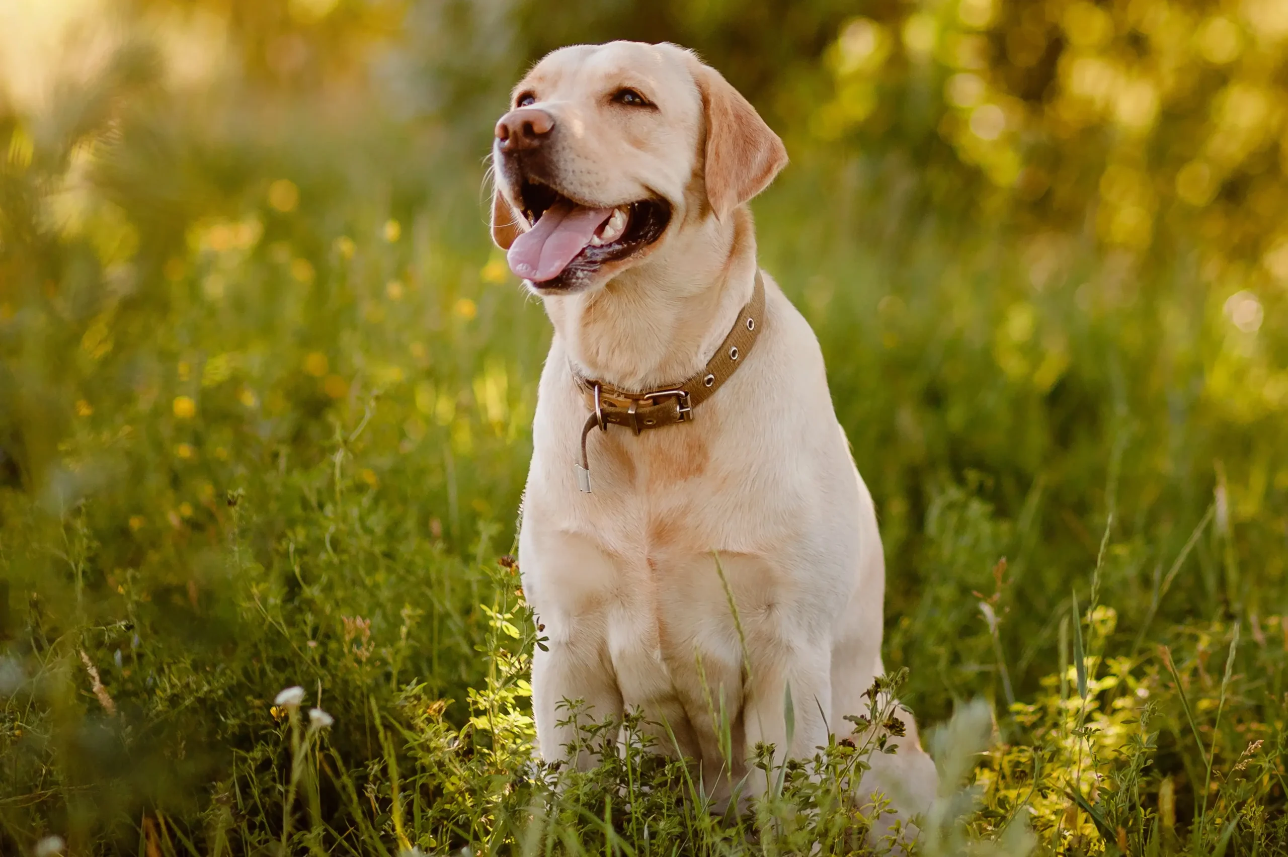 Madison AL dog training by Off Leash K9 — obedience and board & train