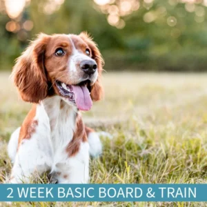 2 Week Basic Board & Train