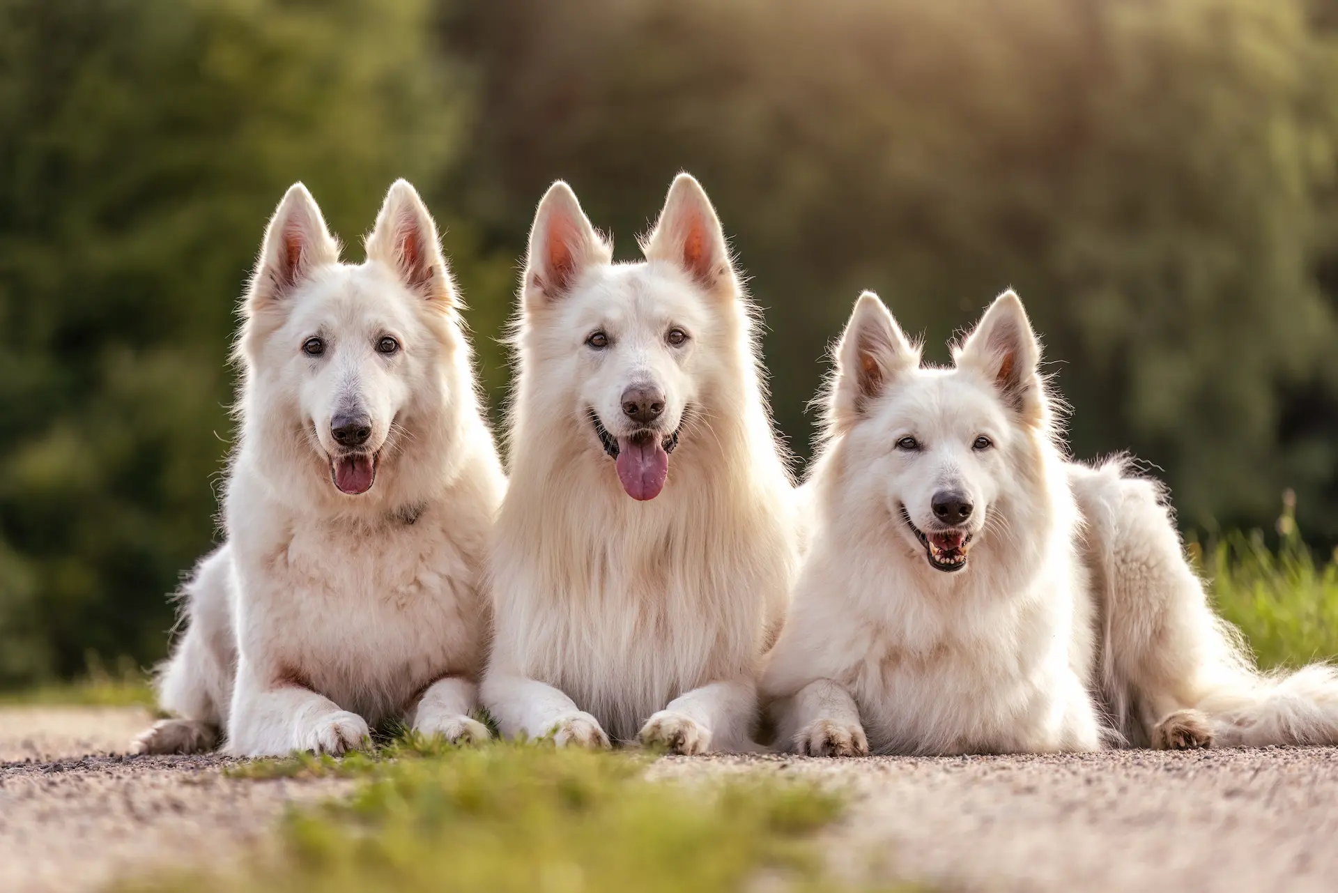 Madison AL dog training by Off Leash K9 — obedience and board & train
