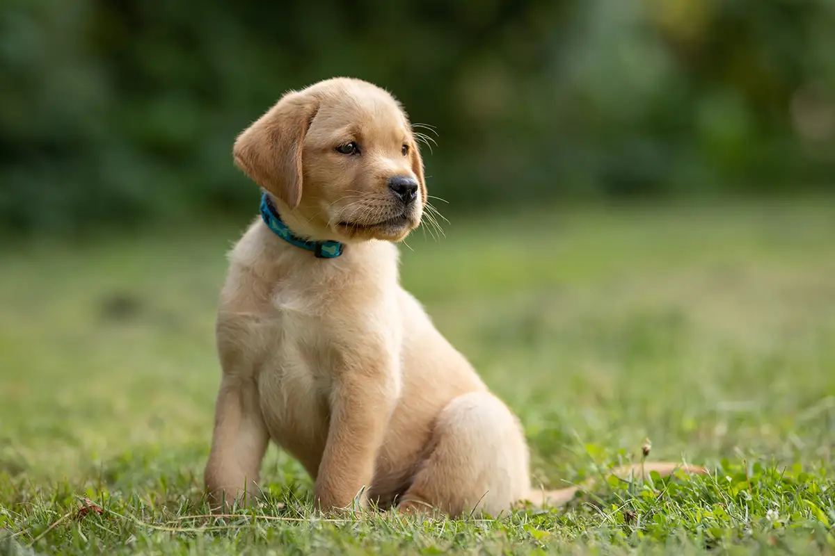 Professional puppy training in Huntsville Alabama - Off Leash K9 Training North Alabama expert trainer teaching young puppy essential commands and socialization skills