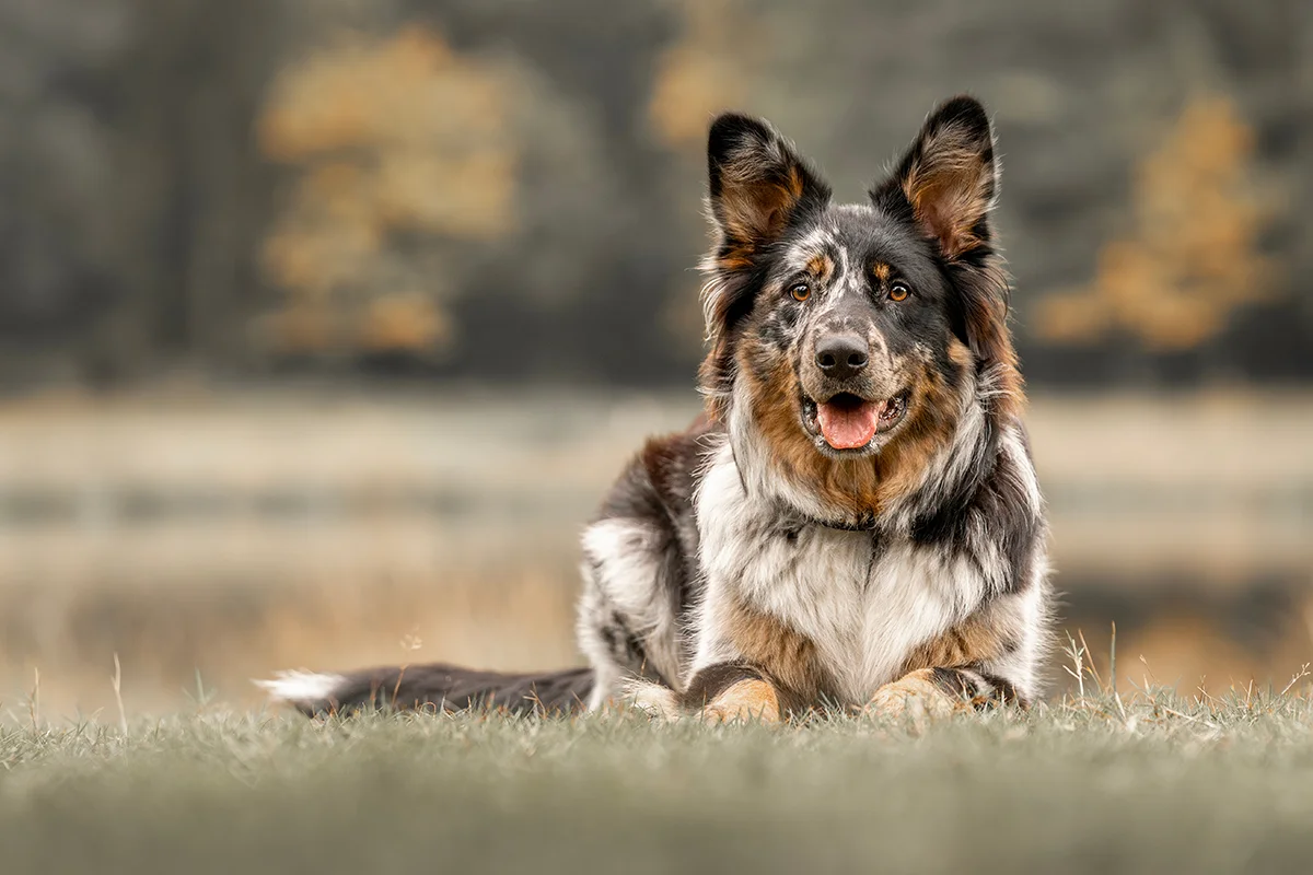 Off Leash K9 Training North Alabama - Professional Dog Training in Huntsville