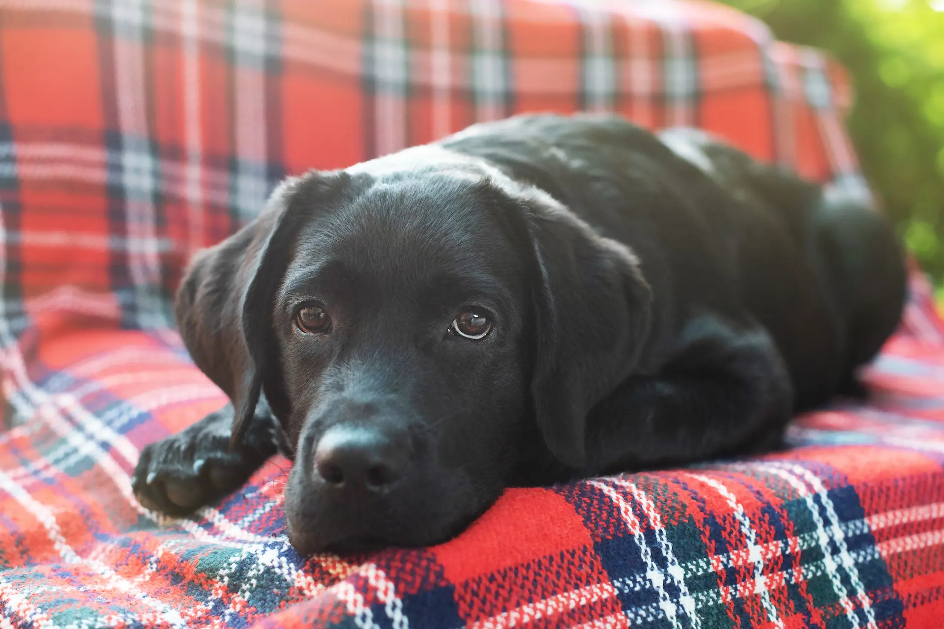 Labrador Retriever Training