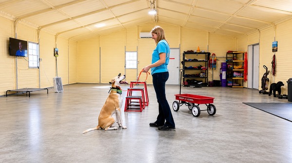 Off Leash K9 Training session in indoor facility