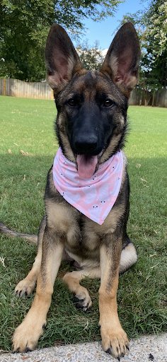 Koda the German Shepherd sitting on command in a back yard