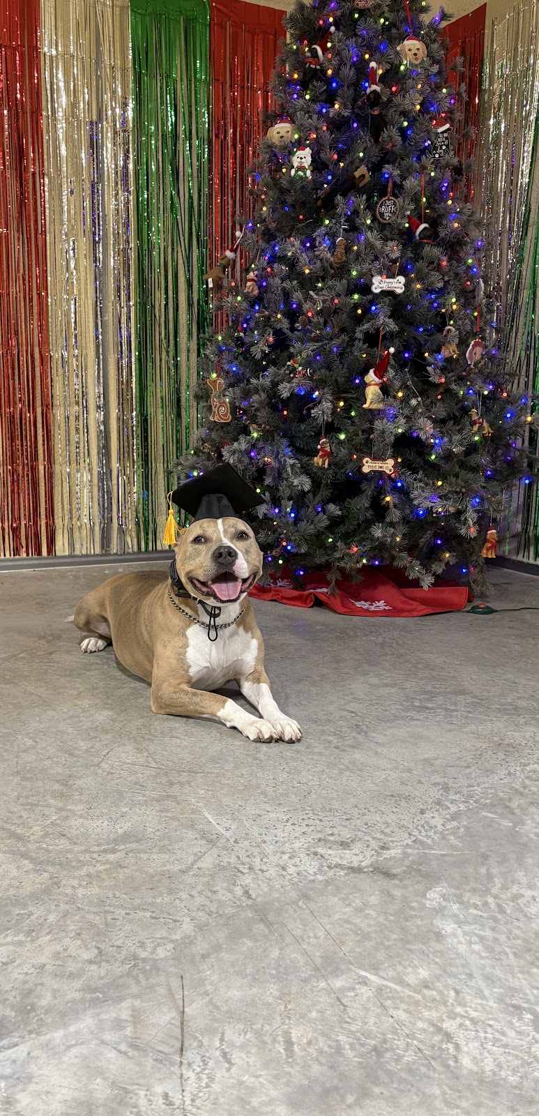 A tan and white pit bull wearing a graduation cap, lying calmly in front of a Christmas tree
