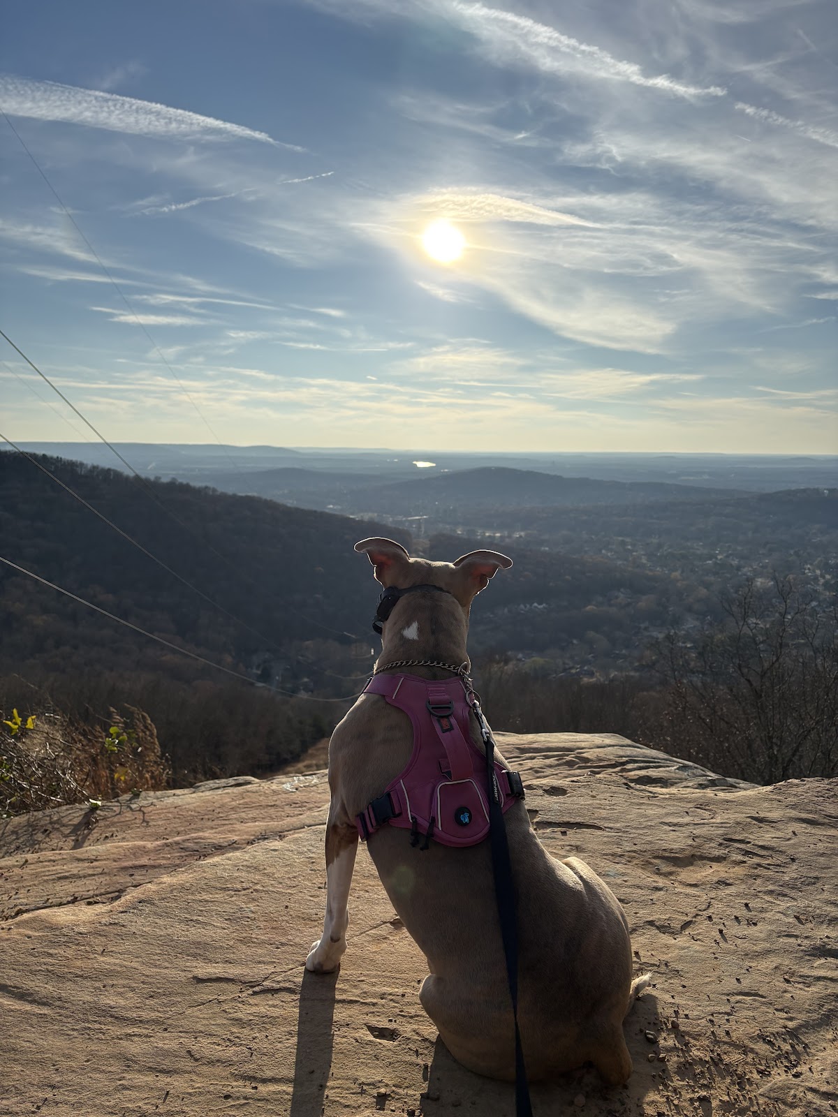 The same pit bull in a pink harness, sitting on a rock overlook on a leash walk